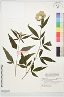 臺灣澤蘭藏品圖，第1張