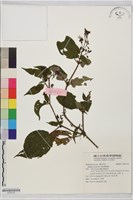 毛布德勒藤藏品圖，第1張