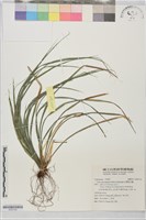 台灣疏花薹藏品圖，第1張