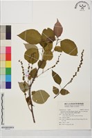 臺灣山麻桿藏品圖，第1張