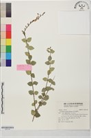 田代氏黃芩藏品圖，第1張