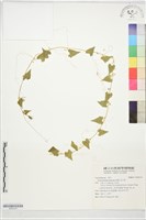 合子草藏品圖，第1張