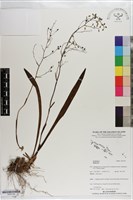 登錄號:S203148藏品圖，第1張