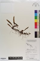 登錄號:S203150藏品圖，第1張