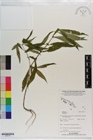 登錄號:S203151藏品圖，第1張