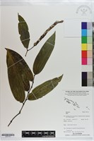 登錄號:S203153藏品圖，第1張