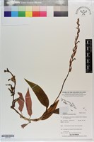 登錄號:S203155藏品圖，第1張