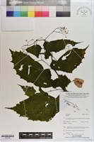登錄號:S203156藏品圖，第1張