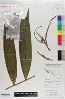 登錄號:S203157藏品圖，第1張