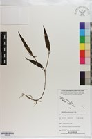 登錄號:S203159藏品圖，第1張
