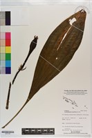 登錄號:S203160藏品圖，第1張