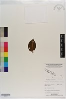 登錄號:S203161藏品圖，第1張