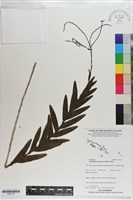 登錄號:S203163藏品圖，第1張