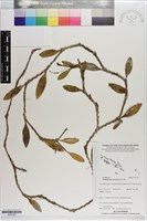 登錄號:S203164藏品圖，第1張