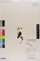 登錄號:S203167藏品圖，第1張