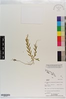 登錄號:S203168藏品圖，第1張