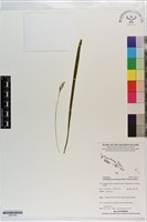 登錄號:S203169藏品圖，第1張