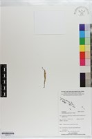 登錄號:S203170藏品圖，第1張