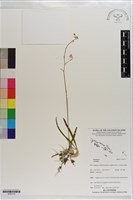 登錄號:S203173藏品圖，第1張