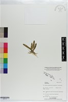 登錄號:S203174藏品圖，第1張