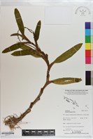 登錄號:S203177藏品圖，第1張