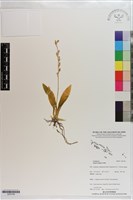 登錄號:S203180藏品圖，第1張