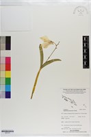 登錄號:S203181藏品圖，第1張