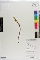 登錄號:S203182藏品圖，第1張