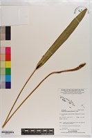 登錄號:S203183藏品圖，第1張