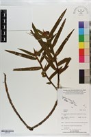 登錄號:S203184藏品圖，第1張