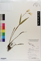 登錄號:S203185藏品圖，第1張