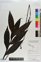 登錄號:S203188藏品圖，第1張