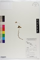 登錄號:S203191藏品圖，第1張