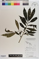 登錄號:S203194藏品圖，第1張