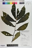 登錄號:S203195藏品圖，第1張