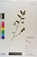 登錄號:S203196藏品圖，第1張