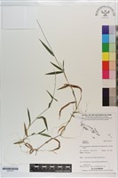 登錄號:S203197藏品圖，第1張