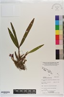 登錄號:S203199藏品圖，第1張