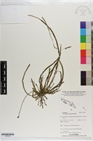 登錄號:S203202藏品圖，第1張