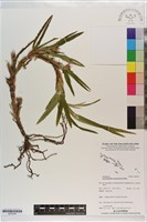 登錄號:S203204藏品圖，第1張