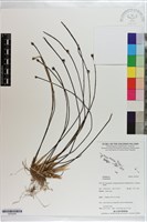 登錄號:S203205藏品圖，第1張