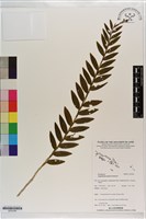 登錄號:S203206藏品圖，第1張