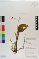 登錄號:S203207藏品圖，第1張