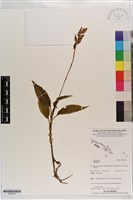 登錄號:S203213藏品圖，第1張