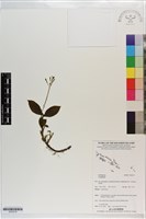 登錄號:S203215藏品圖，第1張