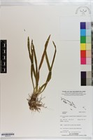 登錄號:S203218藏品圖，第1張