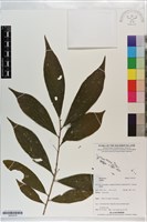 登錄號:S203219藏品圖，第1張