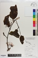 登錄號:S203223藏品圖，第1張