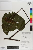 登錄號:S203226藏品圖，第1張