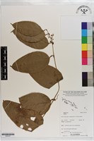登錄號:S203227藏品圖，第1張